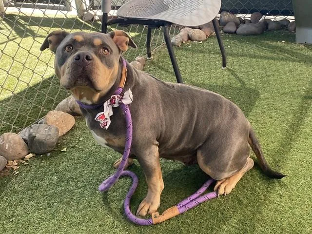 An adult large-sized female Pit Bull Terrier dog named Guava for adoption in Phoenix, AZ