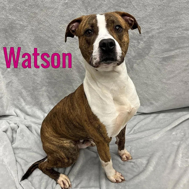 A young medium-sized male Brown / Chocolate Mixed Breed dog named Watson for adoption in Pleasantville, NJ