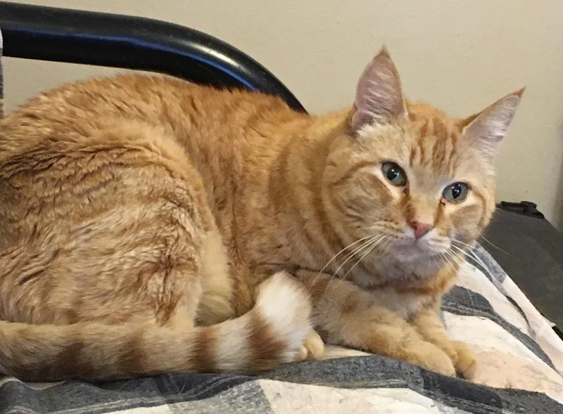 A senior large-sized male Orange / Red Domestic Short Hair cat named Rusty for adoption in Anchorage, AK