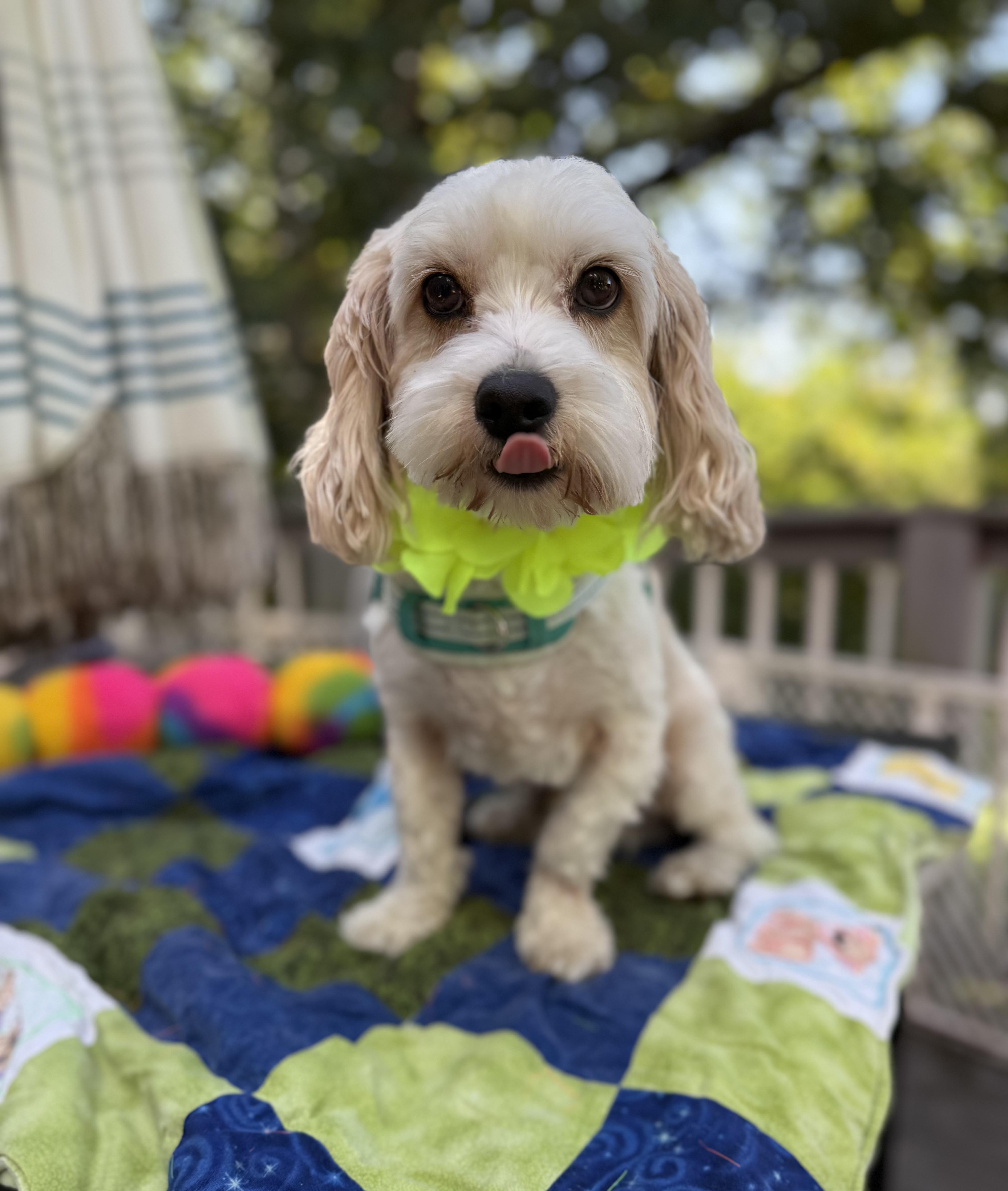 Mochi