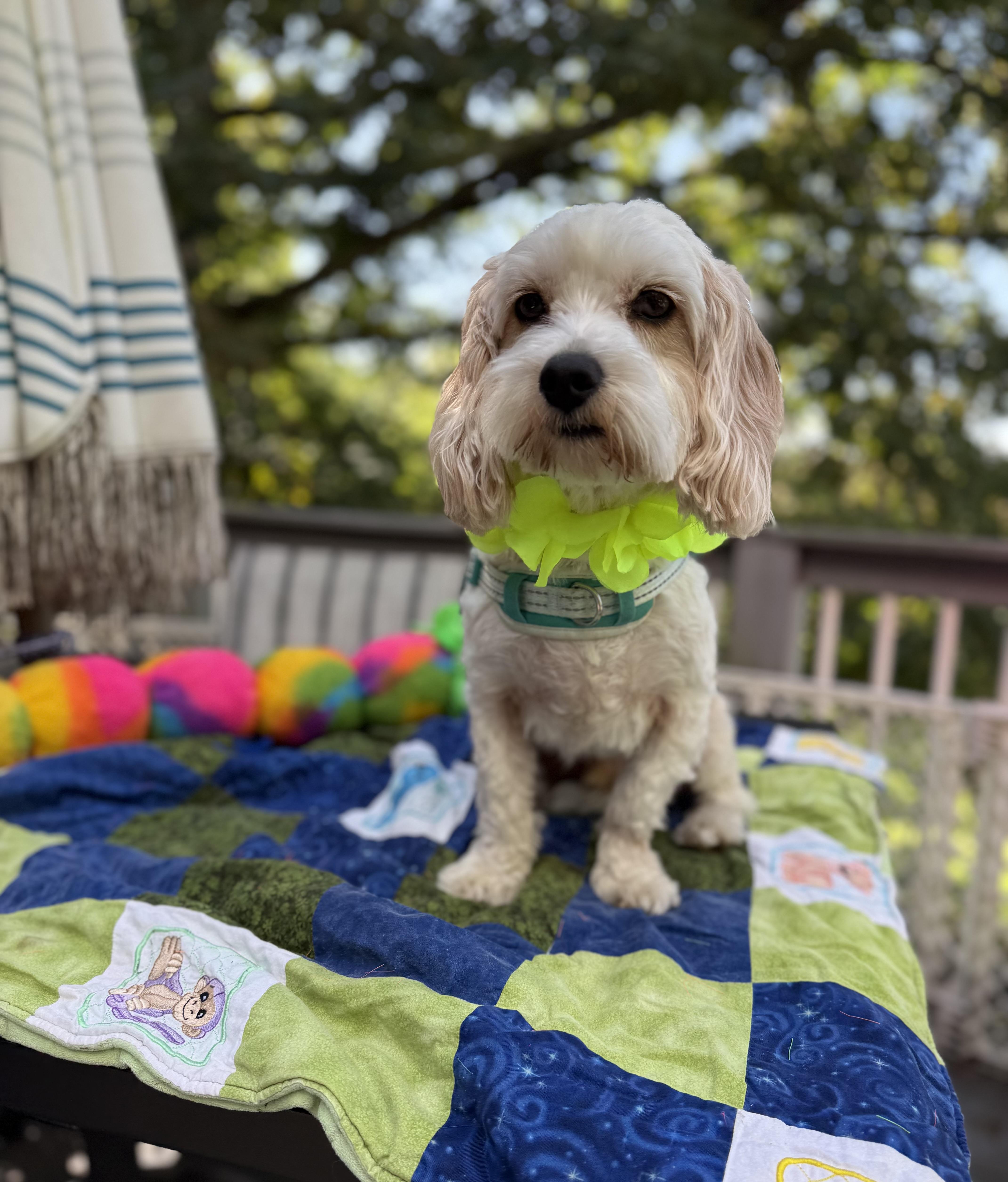 Mochi thumbnail 2