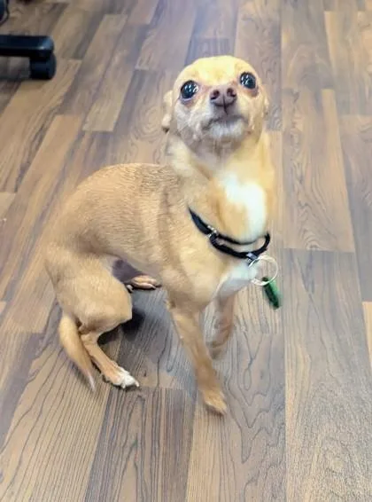 An adult small-sized female Chihuahua dog named Nala for adoption in Seattle, WA