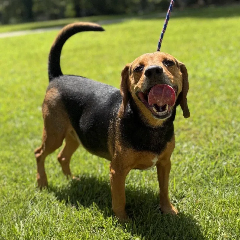 An adult medium-sized male Beagle dog named Ace for adoption in Locust Fork, AL