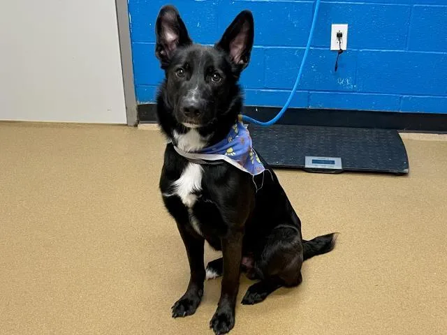 Roscoe