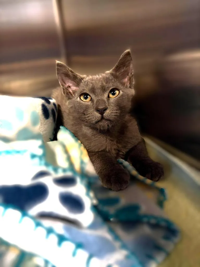 A baby small-sized male Domestic Short Hair cat named Zammy for adoption in Sebastian, FL
