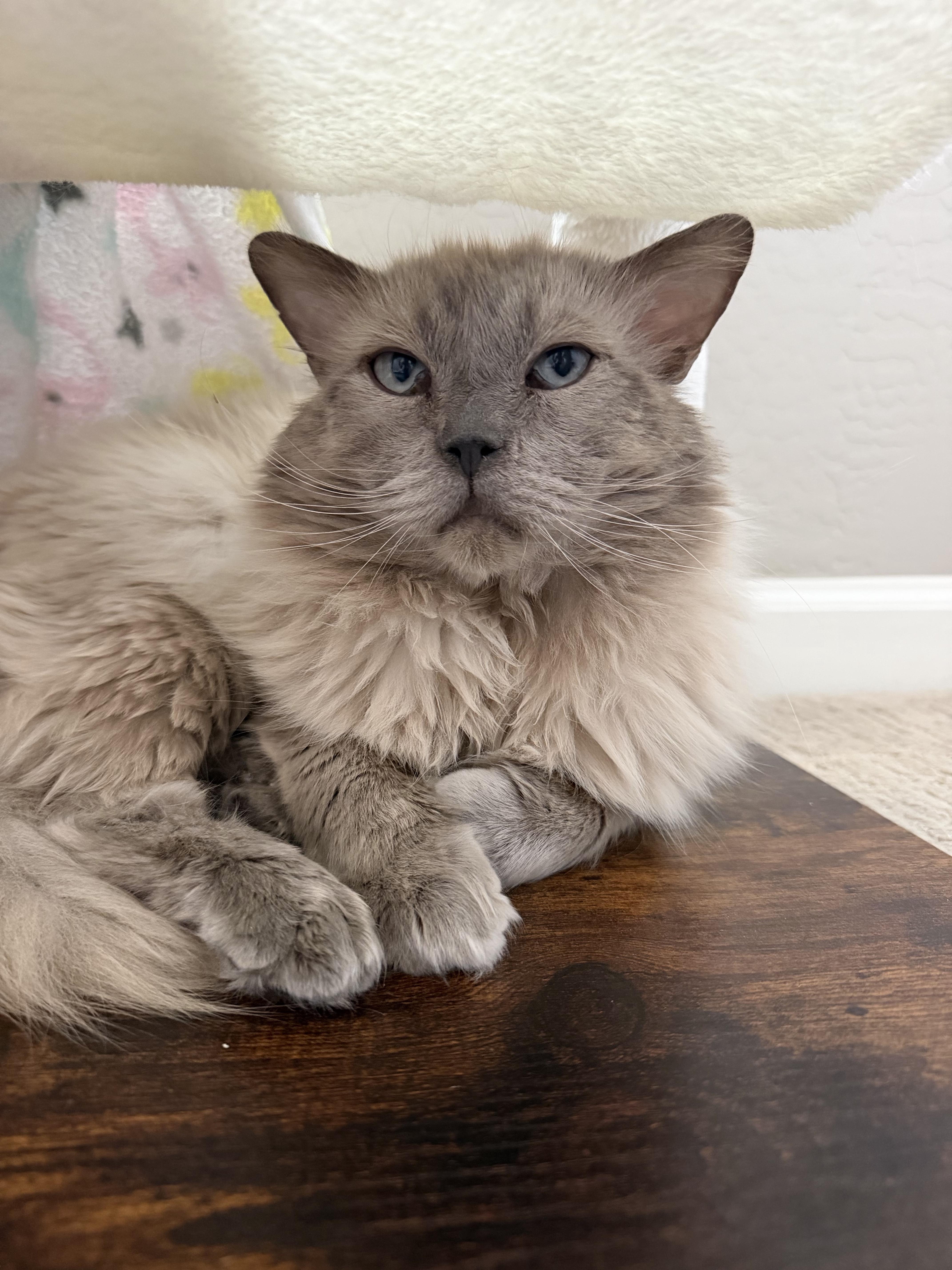 Chonkers