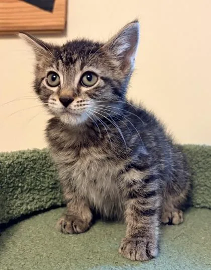 A baby small-sized male Domestic Short Hair cat named Cheese Puff for adoption in Verona, WI