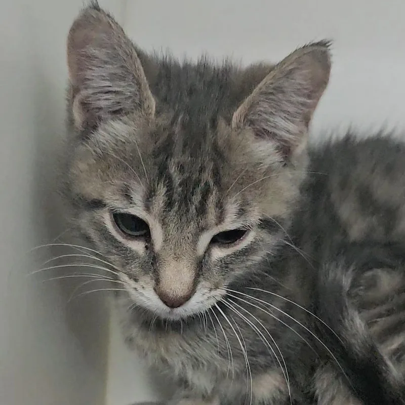 A baby small-sized female Gray / Blue / Silver Domestic Short Hair cat named Dolly for adoption in Columbus, NC