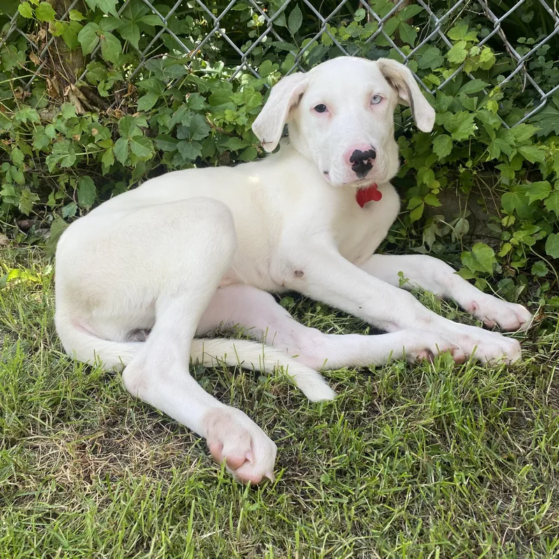 A baby medium-sized female Great Pyrenees dog named Dolly for adoption in Prior Lake, MN