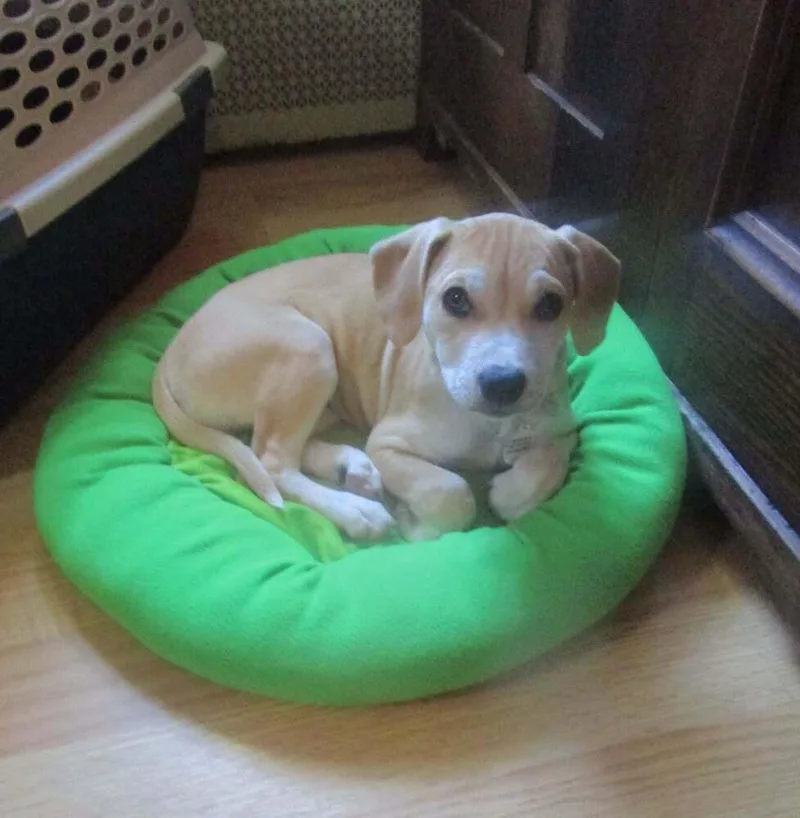 A baby medium-sized female Hound dog named Miranda for adoption in Alden, NY