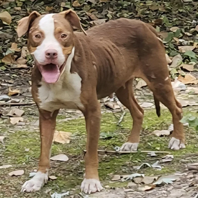 A young medium-sized female Red / Chestnut / Orange English Bulldog dog named Belle for adoption in Pittsburg, KS