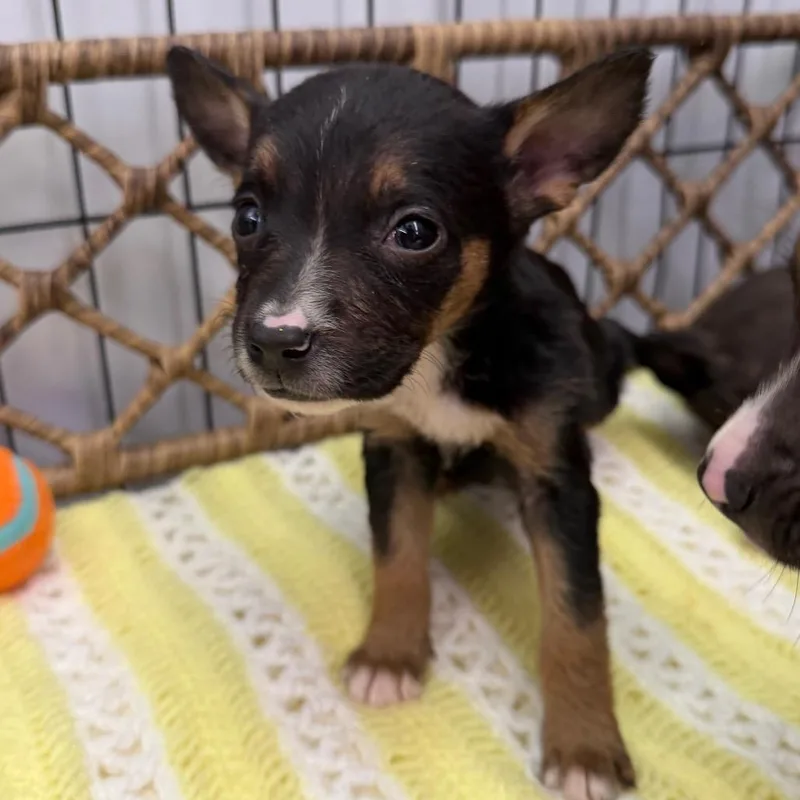 A baby small-sized female Black Chihuahua dog named Isla for adoption in Spanish Fork, UT