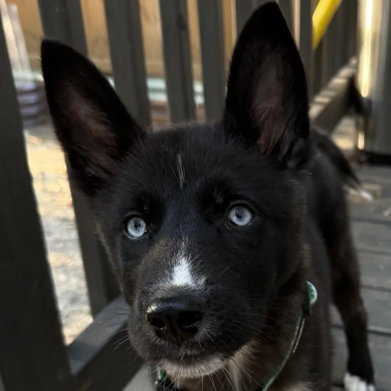 A baby large-sized female Husky dog named Dollywood for adoption in Richmond, VA