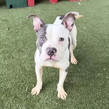 A young medium-sized male White / Cream Pit Bull Terrier dog named Bubba for adoption in Nashville, TN