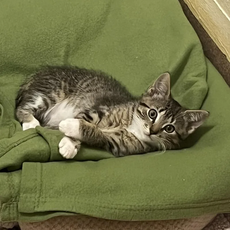 A baby small-sized female Brown / Chocolate Domestic Short Hair cat named Maple for adoption in Redwood City, CA