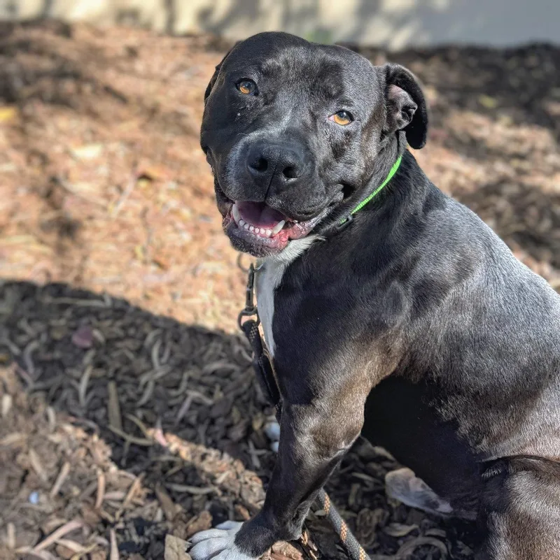 A young large-sized male Pit Bull Terrier dog named Blanket for adoption in Oakland, CA