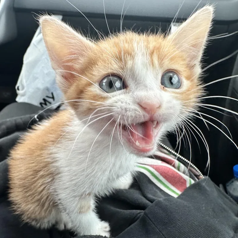 A baby small-sized female Orange / Red Domestic Short Hair cat named Sienna for adoption in Los Angeles, CA