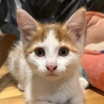 A baby small-sized male Domestic Short Hair cat named River for adoption in Verona, WI