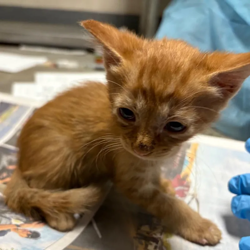 A baby small-sized female Orange / Red Domestic Short Hair cat named Dill for adoption in Yuma, AZ