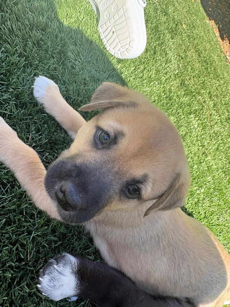 A baby small-sized female German Shepherd Dog dog named Valerie for adoption in Discovery Bay, CA