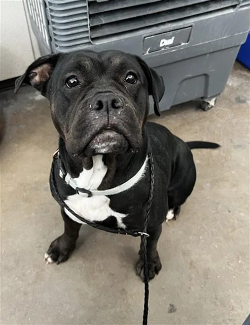 An adult medium-sized female Mixed Breed dog named Rylee for adoption in Dallas, TX