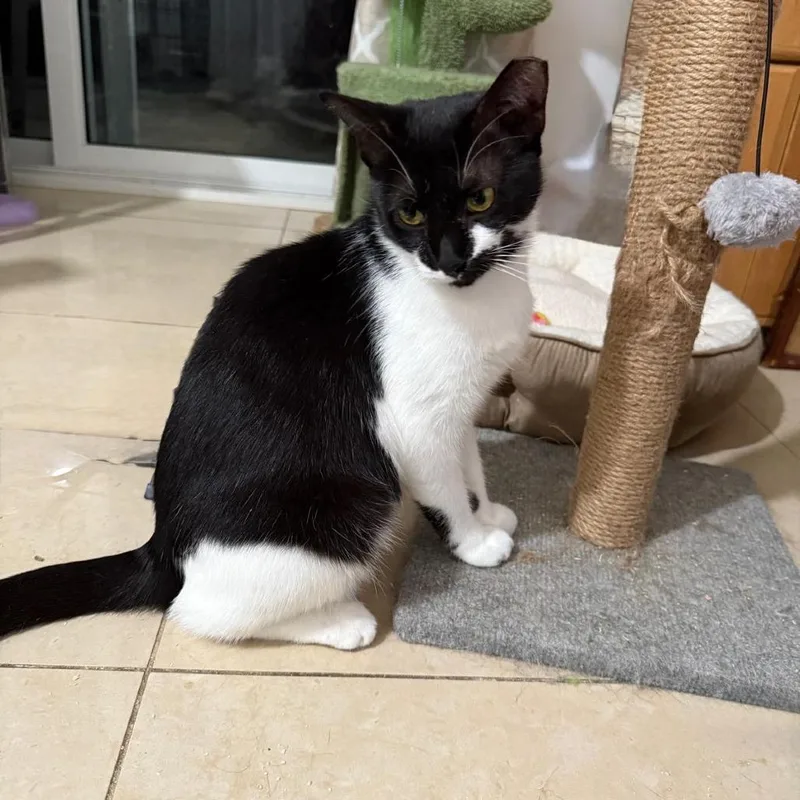 A young medium-sized female Black Domestic Short Hair cat named Catalina for adoption in Boston, MA