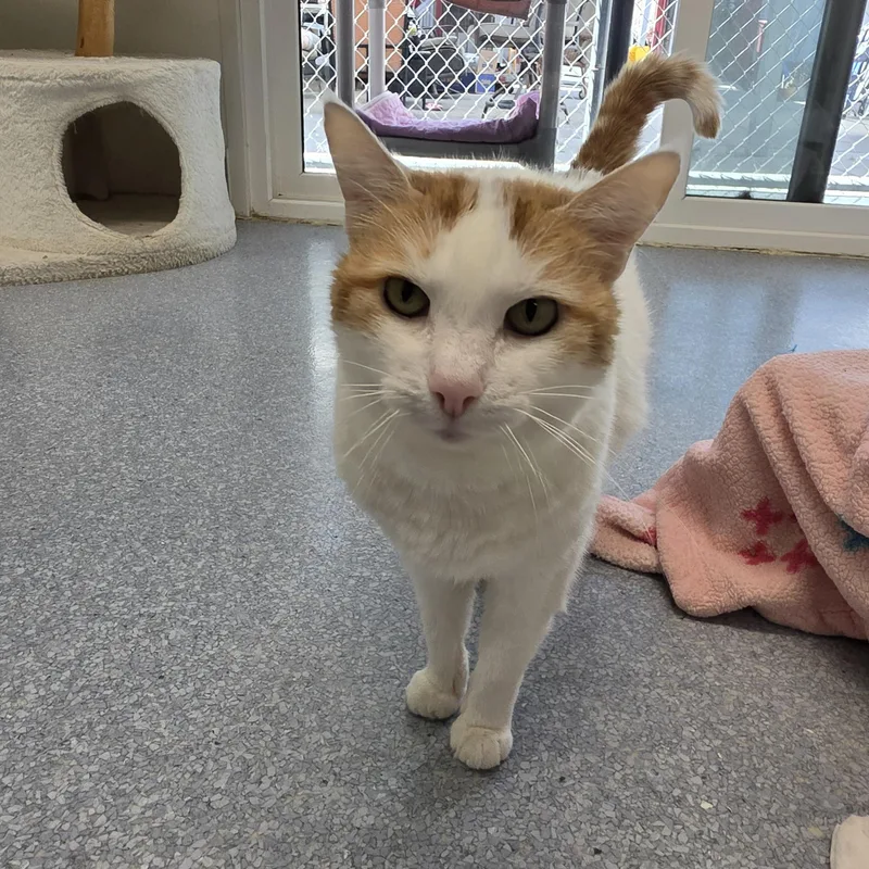 An adult medium-sized female Domestic Short Hair cat named Snowball Paws for adoption in El Cajon, CA