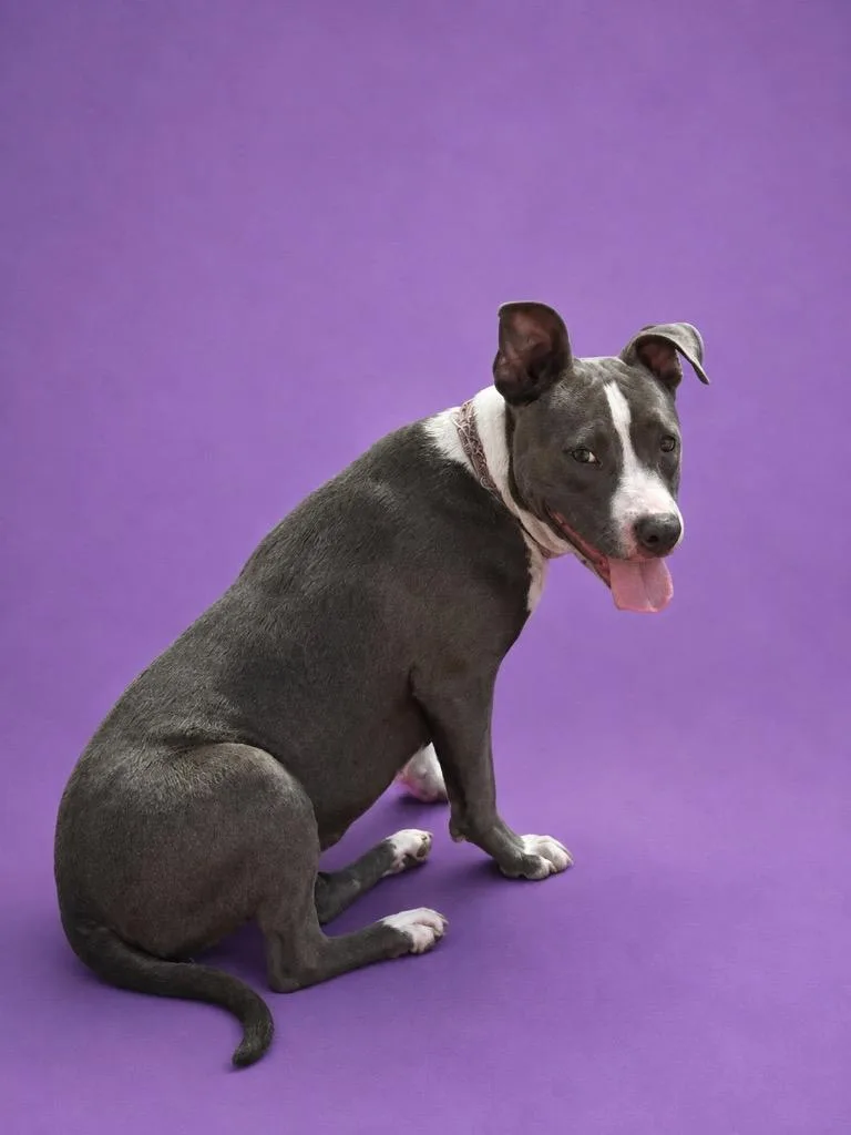 A baby medium-sized female Pit Bull Terrier dog named Pup Pup for adoption in Wauchula, FL