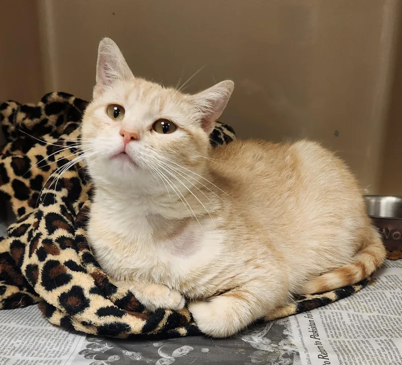 A baby medium-sized female Buff / Tan / Fawn Domestic Short Hair cat named Maritozzo for adoption in Clayton, NJ