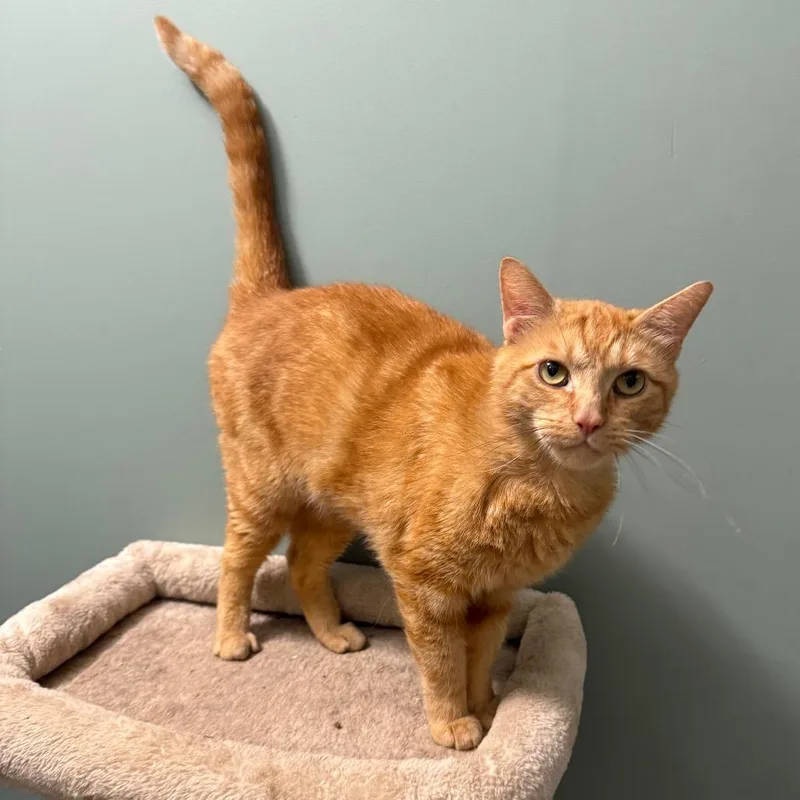 An adult small-sized male Orange / Red Domestic Short Hair cat named Rusty for adoption in Granville, OH