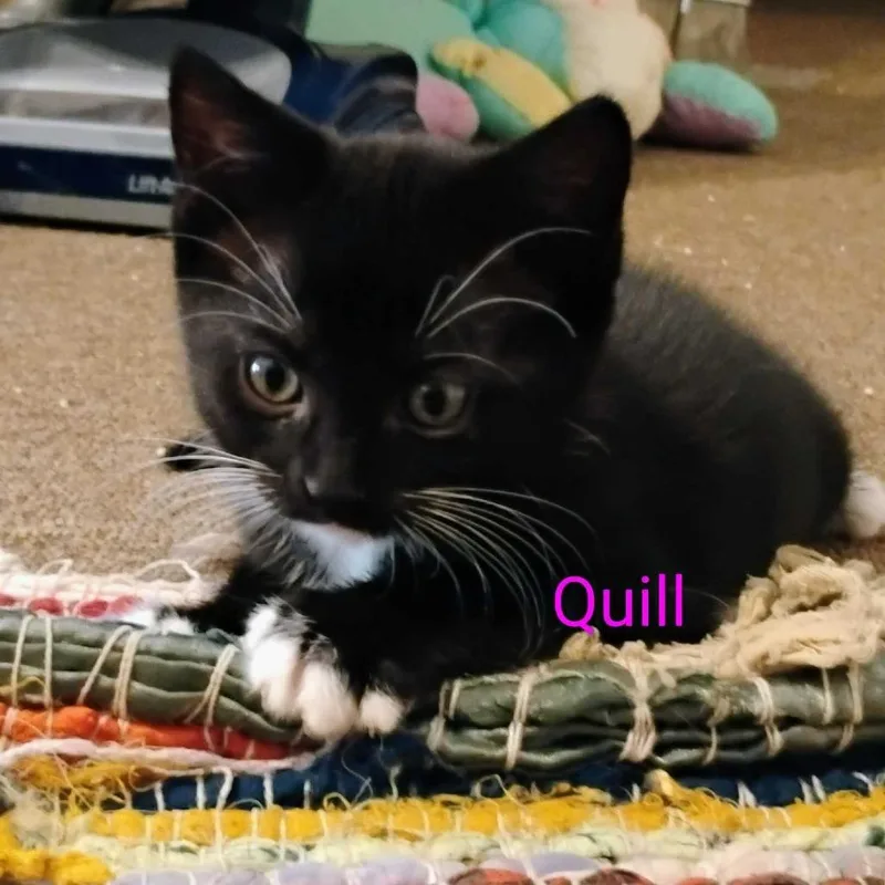 A baby small-sized female Black Domestic Short Hair cat named Quill for adoption in Valdosta , GA