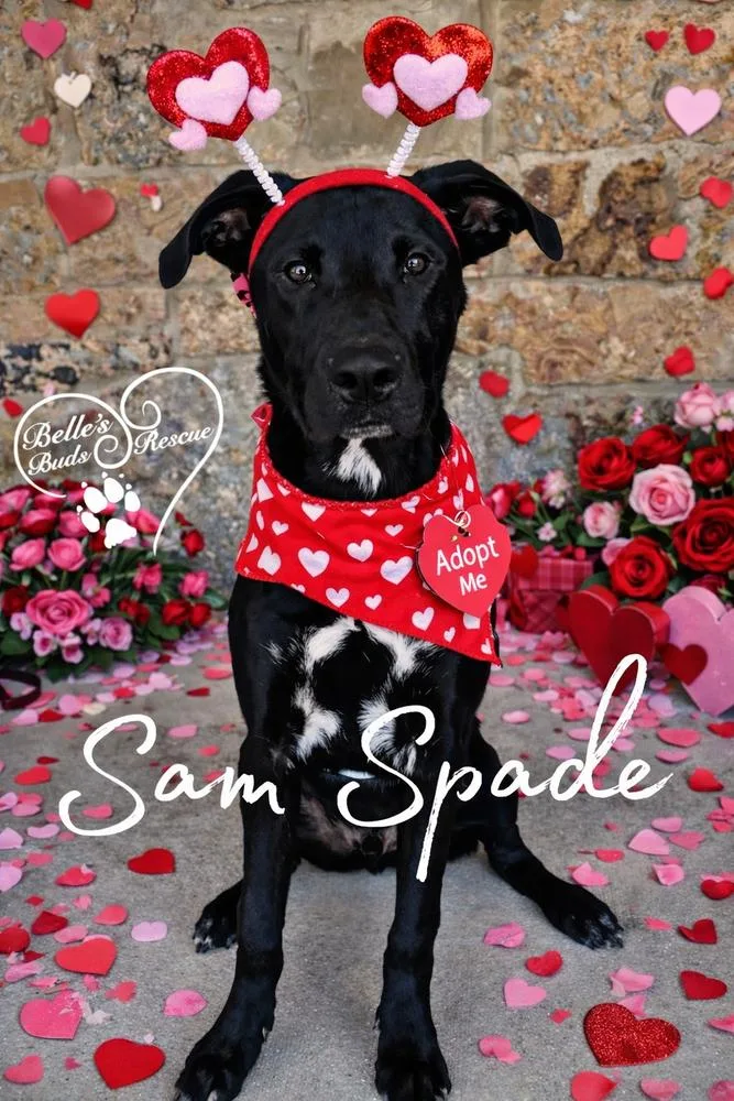 Sam Spade thumbnail 2