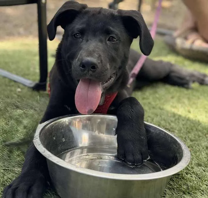 Sam Spade thumbnail 3