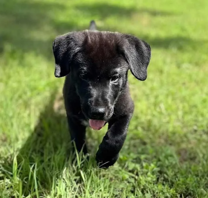 Sam Spade thumbnail 4