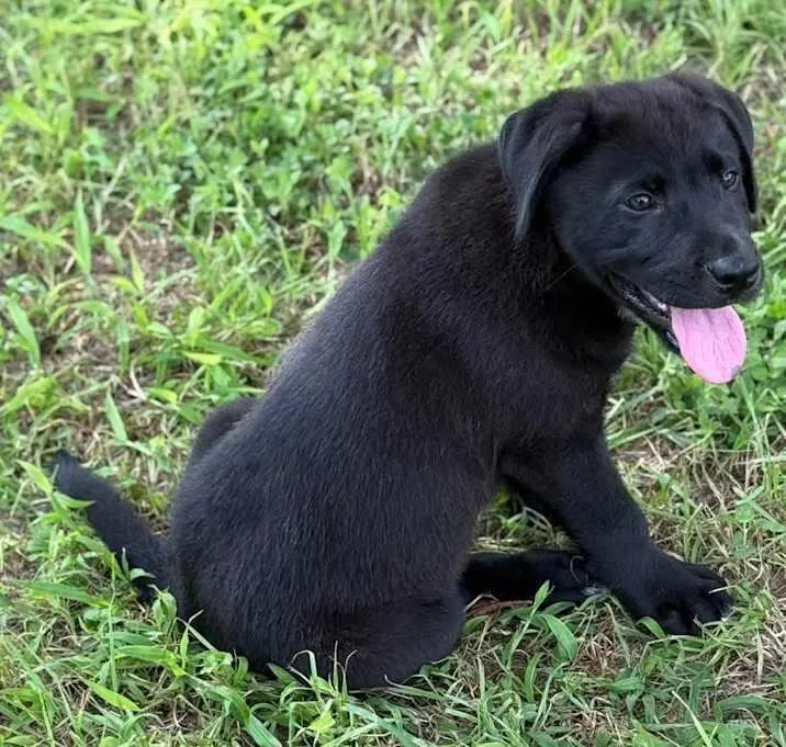 Sam Spade thumbnail 5