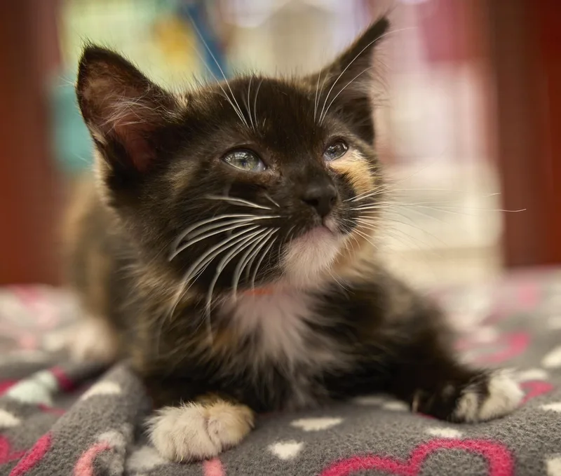 A baby medium-sized female Tortoiseshell cat named Tortellini for adoption in Santa Barbara, CA