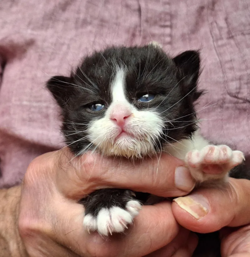A baby small-sized male Black & White / Tuxedo Domestic Short Hair cat named Teddy for adoption in Deming, NM