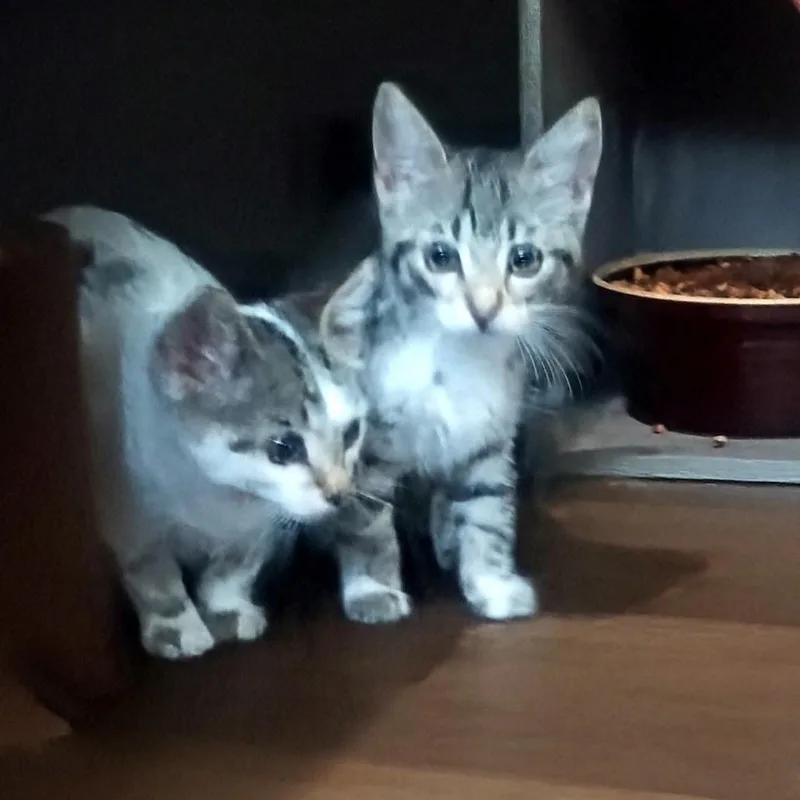 A baby small-sized female Gray / Blue / Silver Domestic Short Hair cat named Nora for adoption in Chaska, MN