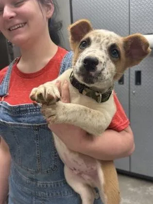 A young small-sized male Shepherd dog named Biscuit for adoption in Bowling Green, KY