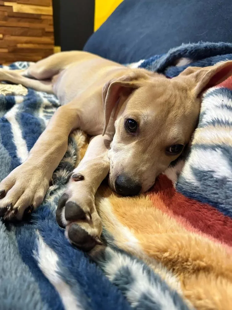 A baby medium-sized female White / Cream Labrador Retriever dog named Louise for adoption in Fort Lupton, CO