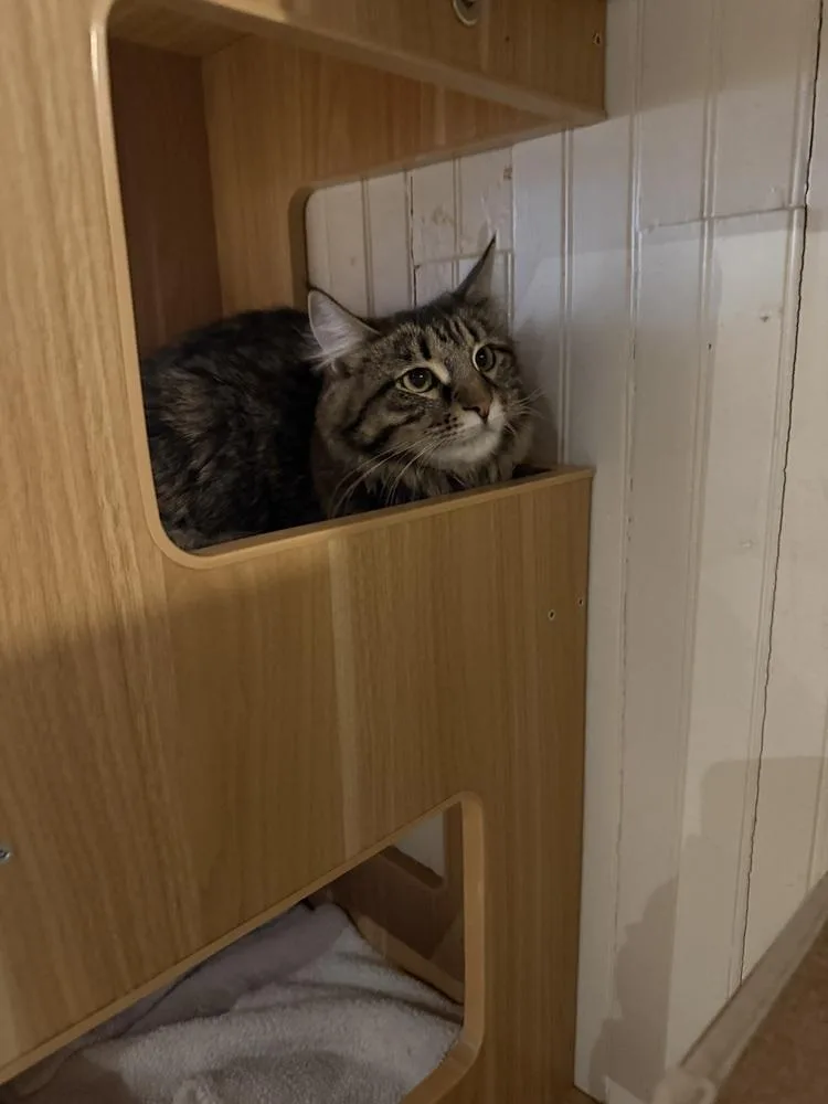 A young medium-sized female Domestic Short Hair cat named Evie for adoption in Lewisburg, PA