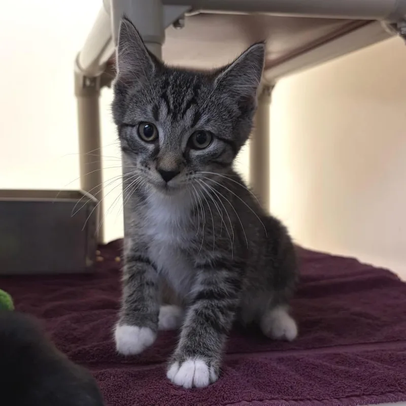 A baby small-sized male Gray / Blue / Silver Domestic Medium Hair cat named Twister for adoption in Harrisonburg, VA