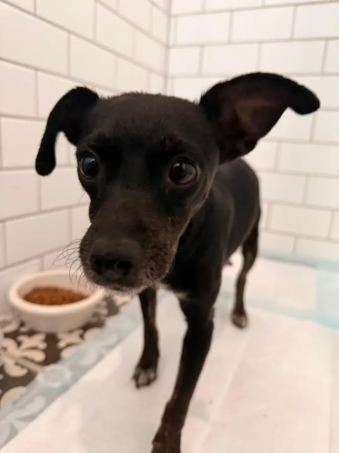 A young small-sized female Chihuahua dog named Grace for adoption in New Braunfels, TX