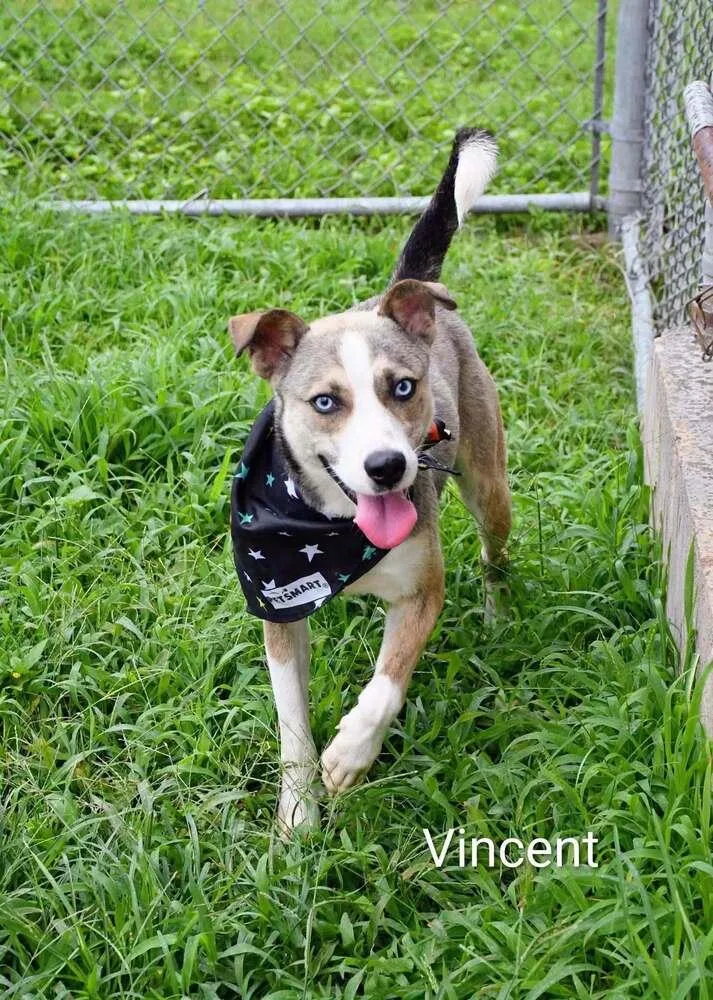 A young medium-sized male Gray / Blue / Silver Husky dog named Huey aka Vincent A for adoption in Silsbee, TX