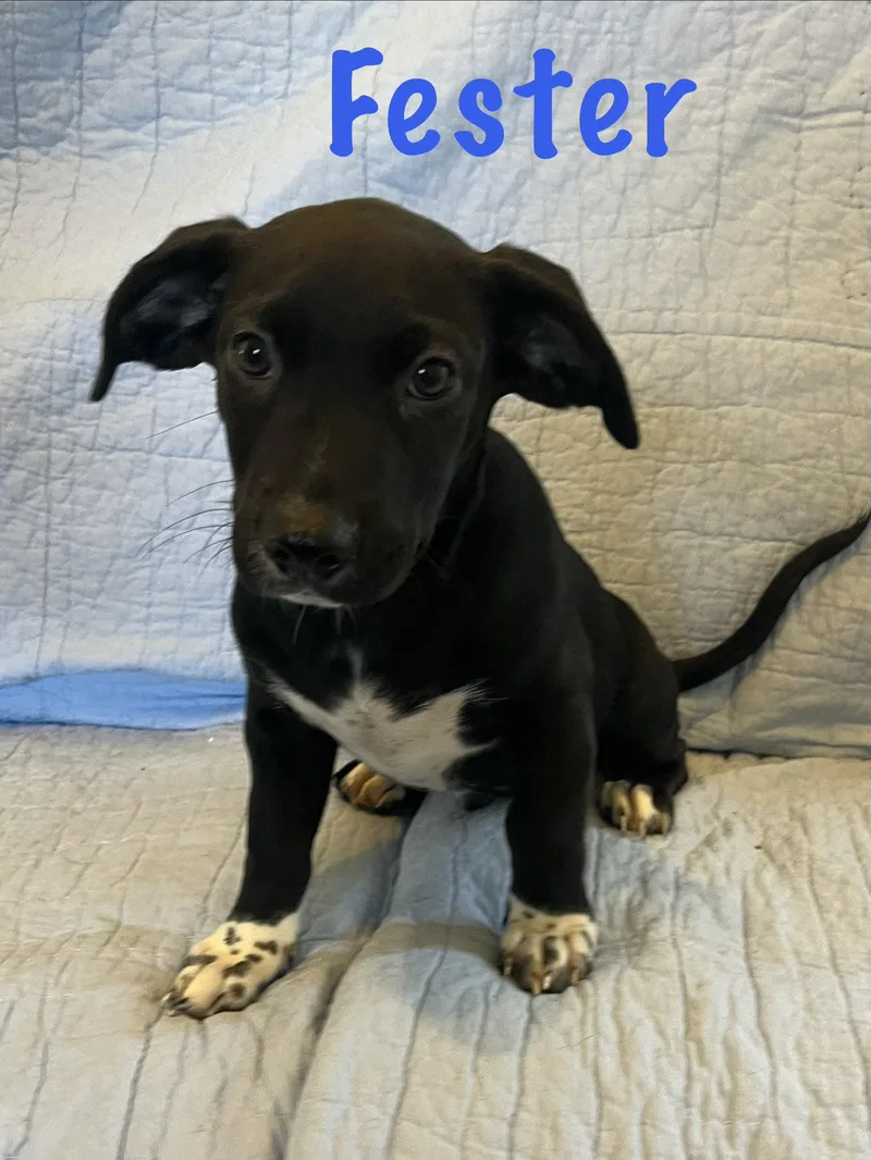 A young small-sized male Dachshund dog named Fester for adoption in Pipe Creek, TX