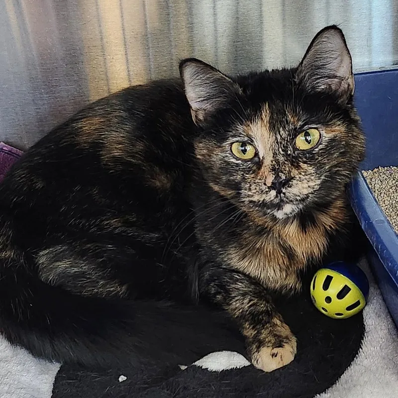 A young medium-sized female Gray / Blue / Silver Domestic Short Hair cat named Four for adoption in Columbia Station, OH