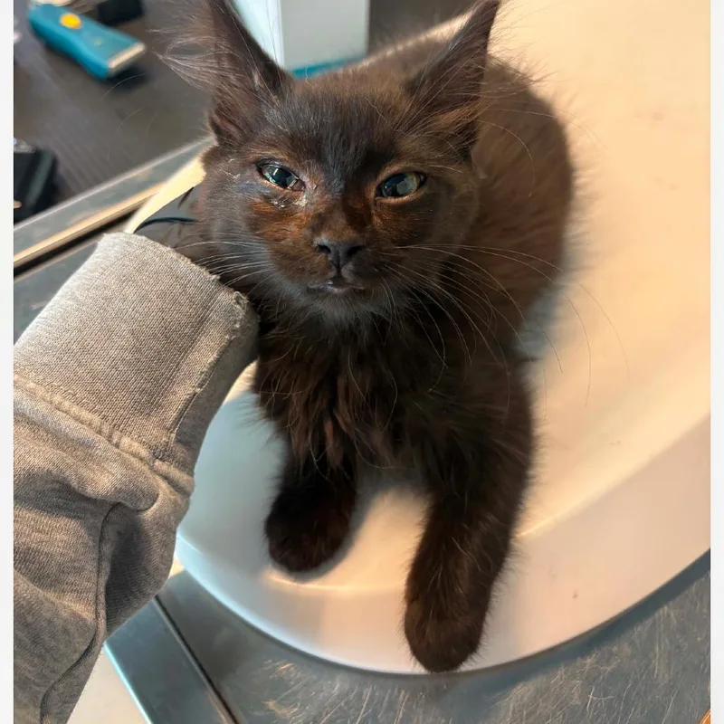 A baby small-sized female Black Domestic Medium Hair cat named Twix for adoption in Huntington, WV