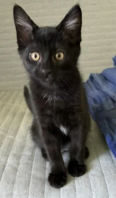 A baby small-sized male Domestic Medium Hair cat named Oakley for adoption in Modesto, CA