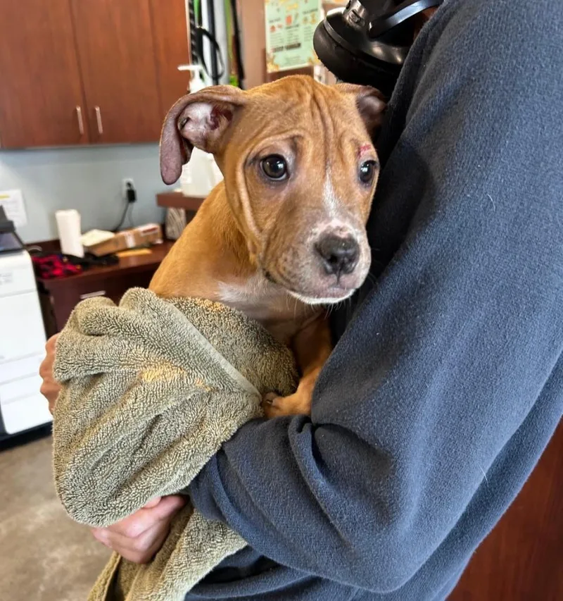 A baby medium-sized male Pit Bull Terrier dog named Captain America for adoption in Gautier, MS