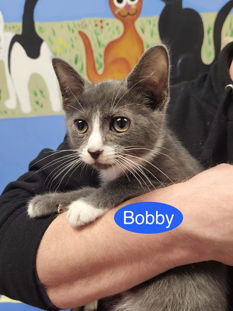 A baby medium-sized male Gray & White Domestic Short Hair cat named Bobby for adoption in Spring Lake, NJ
